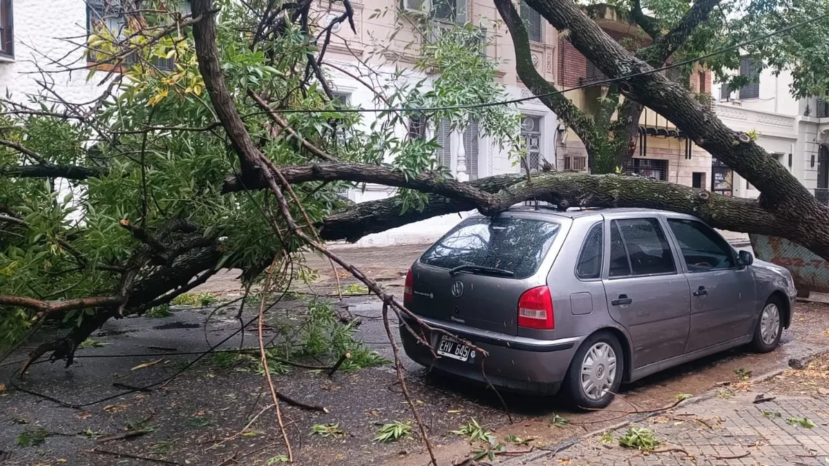 ¿Un árbol cayó sobre tu auto? Costos de reparación en 2026 y qué cobertura de tu seguro responde